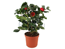 ������� ���� �������� 19�40. 624,75 ���.jpg