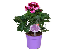 ���������� ����������� ����� �������� 12�25. 244,65 ���.jpg