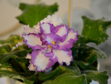 Ness Peppermint Stick (�����)