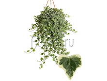 ������ ���� ������ ��������� 19�50. 608,01 ���.jpg