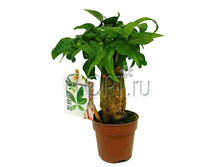 ������ �������� 8�30. 508,2 ���.jpg