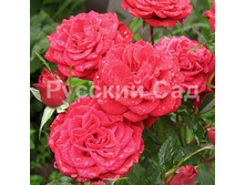 ���� ����������� ����� �����.jpeg