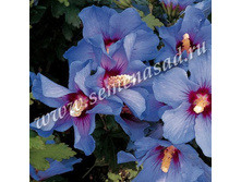 �������� ��������� ����� ���.jpg