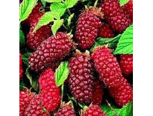 ���������������� ������ (V2�) (������, �������������, �����-�������).jpeg