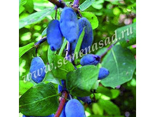 ��������� ��������� ����������.jpg