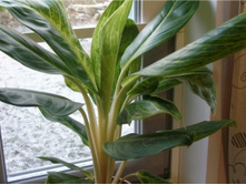 Aglaonema King of Siam350�