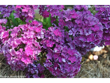 ����� ����������-195�.jpg