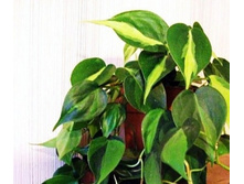 Filodendron-braziliya150�