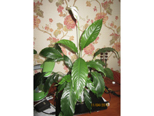 ����������