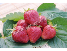 ��������� ���� ����� ( 5��) (�������, �������������, ������ ��������������).jpg