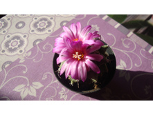 ������������� alonsoi