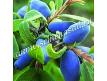 ��������� ��������� ������.jpg