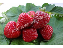 ��������� ������� ( 5��) (������������, �������, �������������).jpg