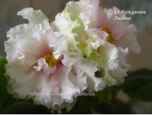 �� �������� �����