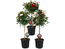 ���� �� ������ 14�70. 997,5 ���.jpg