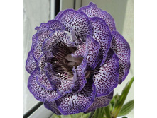 ��������� �����