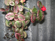 IMG 4716.JPG