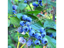 �������� �������.jpg