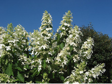 ������ *