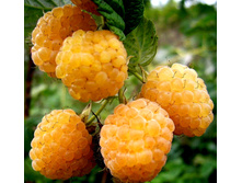 ������ ������������ ����� ��������� ��������� (V2-3�).jpg