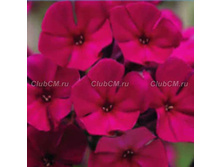 ��������� �������-195�.jpg