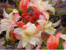 55e70aabc1461 rododedron cannons double p9 12-18-250.jpg