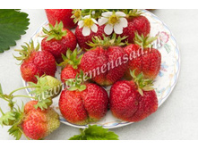 ��������� ������ ( 5��) (�������, �������������, ���������).jpg