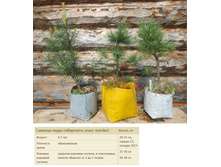 ������� ����� ����������, ����� standart, 30-50�� 1700���.jpg