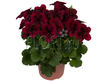 ���������� ����������� ������� ������� 12�25. 244,65 ���.jpg