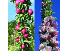 ������ ���������� ������� (V3�.) (����� ������ �������, �������, ����� ������-���������).JPG