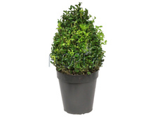 ������ �������� 17�30. 687,24 ���.jpg