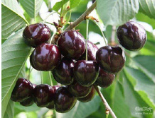 ������� ����� (V5-10�).jpg