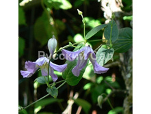 �������� ������������ �����.jpeg