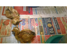 ������ ������ 2016