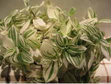 ����. ������������� Albovittatae-100�