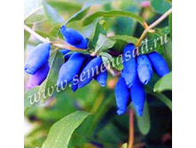 ��������� ��������� �������������.jpg