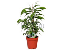 ����� ������� 14�55. 304,5 ���.jpg