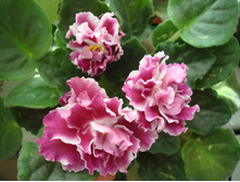 ������ �������� �����