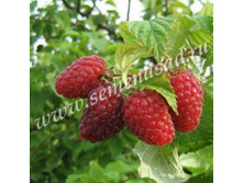 ������ ����� (V2-3�).jpg