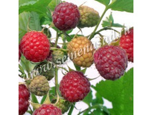 ������ �������� (V2-3�).jpg