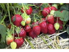 ��������� ������ ����� ( 5��) (������, ���������������, ���������).jpg