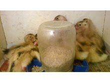 14 ������