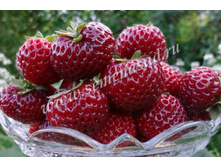 ��������� ���� (����) ������� (5��) (�������, �������, � �������� ������).jpg