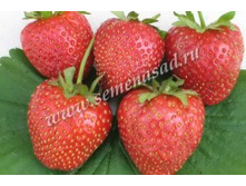 ��������� ������� ���������� ������.jpg