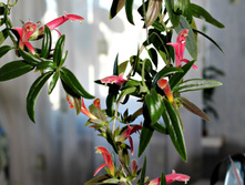 �������� Sylvia