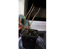 ��������� ����� ���