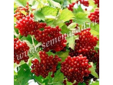 ������ ������� ����������� (V2�) (������������).jpg