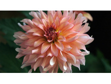 ������� ��������