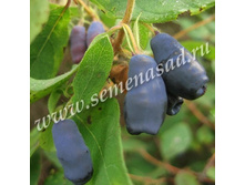 ��������� ��������� ��������.jpg