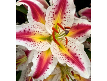 ����� ��������.jpg